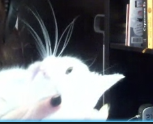 A blurry screenshot of a white cat